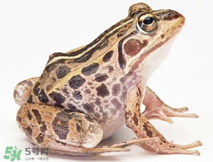 田雞是青蛙嗎？田雞是不是青蛙