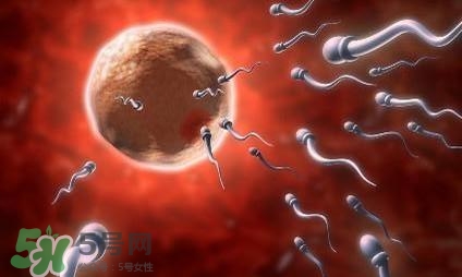 同房前吃什么有助懷孕？什么時(shí)候同房最容易懷孕？