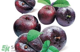 新鮮烏梅能直接吃嗎？新鮮烏梅能不能直接吃