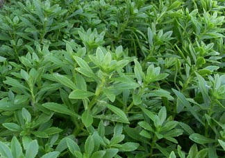 救心菜可以泡茶喝嗎？救心菜能泡水喝嗎？