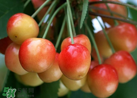 剛摘的櫻桃怎么保存？剛摘的櫻桃可以放多久？