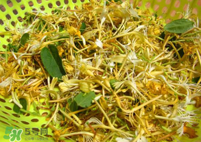 剛摘的金銀花能泡水喝嗎？剛摘的金銀花怎么處理？