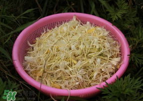 剛摘的金銀花能泡水喝嗎？剛摘的金銀花怎么處理？