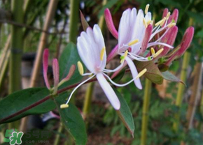 剛摘的金銀花能泡水喝嗎？剛摘的金銀花怎么處理？