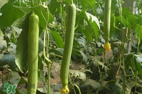 夏天種什么蔬菜？夏天適合種什么蔬菜