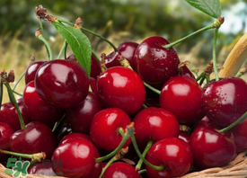 新鮮櫻桃如何保存？新鮮櫻桃能放多久？