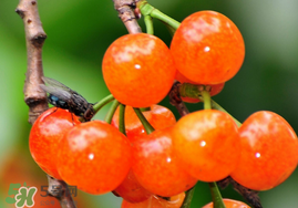 櫻桃可以隔夜嗎？櫻桃隔夜怎么辦？