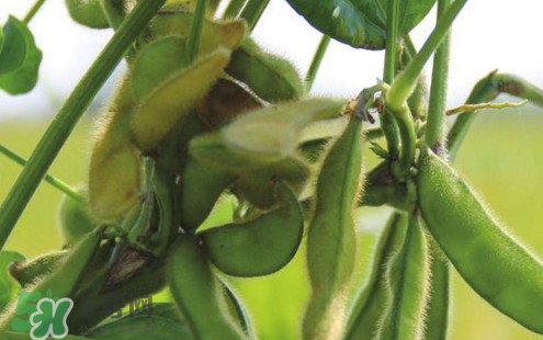 毛豆煮多久能熟？煮毛豆多長時間能熟