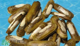 蟶子能和雞蛋一起吃嗎？雞蛋可以和蟶子一起吃嗎