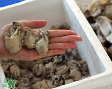 吃生蠔補(bǔ)鋅嗎?男人吃生蠔可以補(bǔ)鋅嗎? 吃生蠔補(bǔ)鋅嗎?男人吃生蠔可以補(bǔ)鋅嗎?