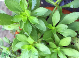 哪些人不可以吃救心菜？什么人不能吃救心菜？