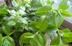 哪些人不可以吃救心菜？什么人不能吃救心菜？