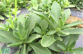 哪些人不可以吃救心菜？什么人不能吃救心菜？