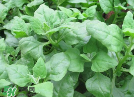 救心菜苦不苦？救心菜怎么吃不苦？