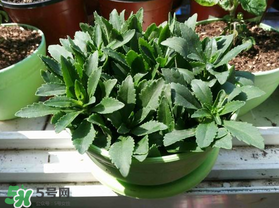 救心菜苦不苦？救心菜怎么吃不苦？