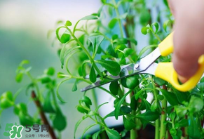 救心菜苦不苦？救心菜怎么吃不苦？