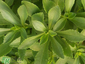 救心菜有毒嗎？救心菜怎么吃沒毒？