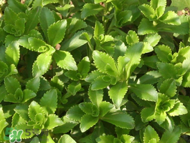 救心菜怎么種植？救心菜什么時候種？