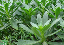 救心菜怎么種植？救心菜什么時候種？