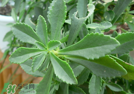 救心菜怎么種植？救心菜什么時候種？