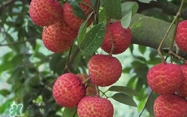 荔枝什么時候上市？荔枝什么時候成熟