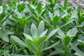 救心菜可以泡茶喝嗎？救心菜能泡水喝嗎？