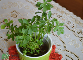 救心菜可以泡茶喝嗎？救心菜能泡水喝嗎？