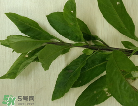 救心菜可以泡茶喝嗎？救心菜能泡水喝嗎？