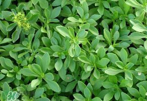 救心菜是三七嗎？救心菜和三七區(qū)別