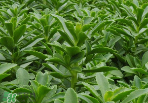 救心菜是三七嗎？救心菜和三七區(qū)別