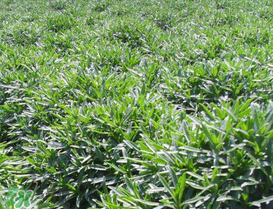 養(yǎng)心菜和救心菜一樣嗎？養(yǎng)心菜和救心菜的區(qū)別