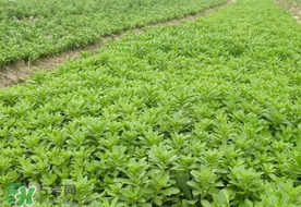 養(yǎng)心菜和救心菜一樣嗎？養(yǎng)心菜和救心菜的區(qū)別