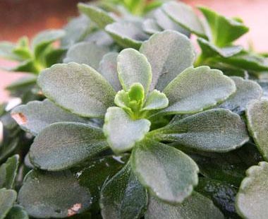 哪些人不可以吃救心菜？什么人不能吃救心菜？