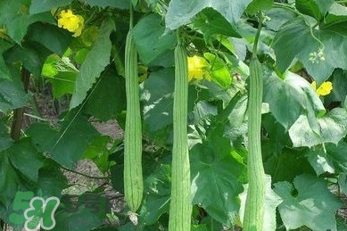 孕婦能吃絲瓜嗎？孕婦能不能吃絲瓜