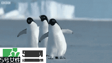 天鵝臂是什么？天鵝臂有用嗎