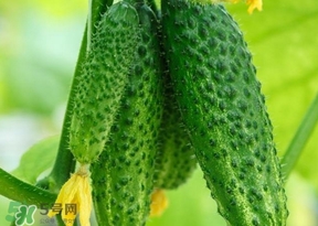 黃瓜不能和什么一起吃？黃瓜不能和什么食物一起吃