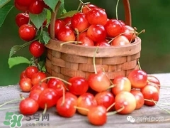 櫻桃和櫻珠的區(qū)別 櫻桃和櫻珠哪個大 櫻桃和櫻珠的區(qū)別 櫻桃和櫻珠哪個大