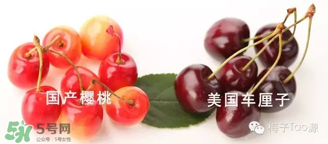 櫻桃和櫻珠的區(qū)別 櫻桃和櫻珠哪個大 櫻桃和櫻珠的區(qū)別 櫻桃和櫻珠哪個大