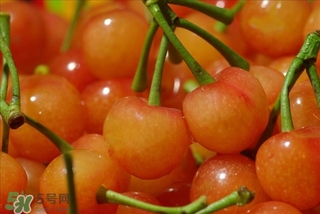 櫻桃不洗能吃嗎？沒(méi)洗的櫻桃可以吃嗎