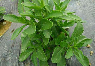 救心菜怎么種植？救心菜什么時候種？