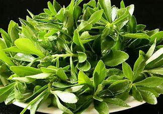 救心菜苦不苦？救心菜怎么吃不苦？