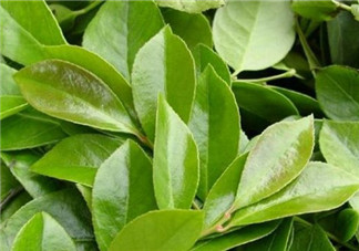 雷公根孕婦可以吃嗎？孕婦可以吃雷公根嗎？