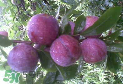 三華李什么時(shí)候上市？三華李什么時(shí)候成熟