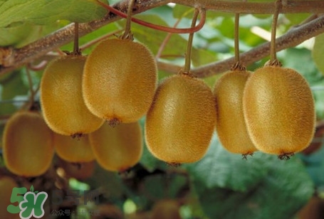 獼猴桃是酸性還是堿性？獼猴桃是酸性嗎