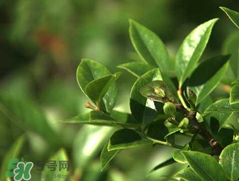 烏飯樹葉的營養(yǎng)價值 烏飯樹葉功效與作用 烏飯樹葉的營養(yǎng)價值 烏飯樹葉功效與作用