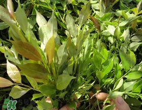 烏飯樹葉的營養(yǎng)價值 烏飯樹葉功效與作用 烏飯樹葉的營養(yǎng)價值 烏飯樹葉功效與作用