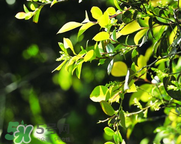 烏飯樹(shù)葉孕婦可以吃嗎?孕婦可以吃烏飯樹(shù)葉嗎? 烏飯樹(shù)葉孕婦可以吃嗎?孕婦可以吃烏飯樹(shù)葉嗎?