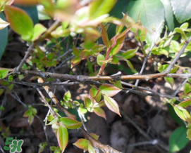 烏飯樹(shù)葉孕婦可以吃嗎?孕婦可以吃烏飯樹(shù)葉嗎? 烏飯樹(shù)葉孕婦可以吃嗎?孕婦可以吃烏飯樹(shù)葉嗎?