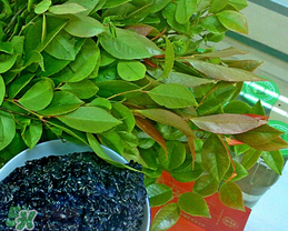 烏飯樹(shù)葉孕婦可以吃嗎?孕婦可以吃烏飯樹(shù)葉嗎? 烏飯樹(shù)葉孕婦可以吃嗎?孕婦可以吃烏飯樹(shù)葉嗎?