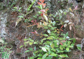 雷公根孕婦可以吃嗎？孕婦可以吃雷公根嗎？